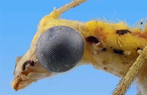 Fotografia Cientifica