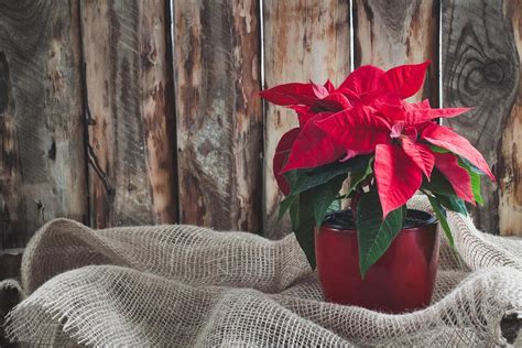 Poinsettia Entretien Fleur Et Plantation Exposition Arrosage