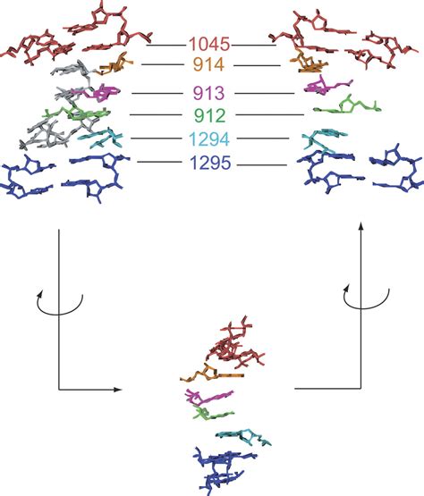 Predicting Helical Coaxial Stacking In Rna Multibranch Loops