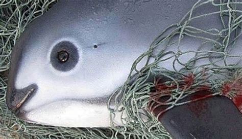 How Many Vaquitas Are Left In Ardyth Ulrike