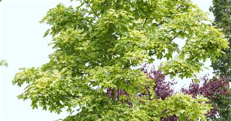 Acer Pseudoplatanus Leopoldii Bergahorn Leopoldii Baumschule Ley