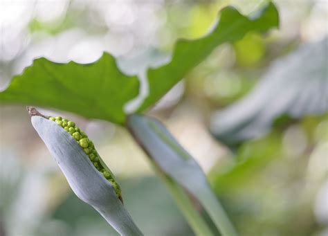 Seed Pods On Elephant Ear Plants: Do Alocasia Elephant Ears Have Seeds ...