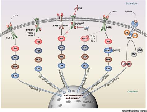 Are Parallel Proliferation Pathways Redundant Trends In Biochemical Sciences