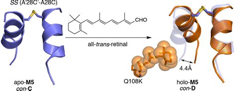 Figure From Engineering The Hcrbpii Domain Swapped Dimer Into A New