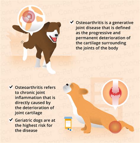 Osteoarthritis In Dogs: Causes, Symptoms Management, 52% OFF