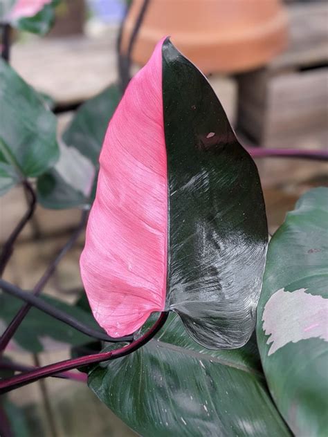 Philodendron-Pink-Princess-20 - By Brittany Goldwyn | Live Creatively