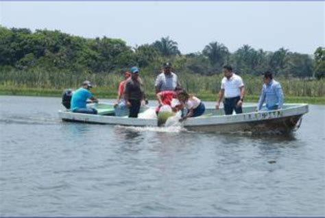 Liberan Mil Alevines En La Laguna Del Rosario En Huimanguillo