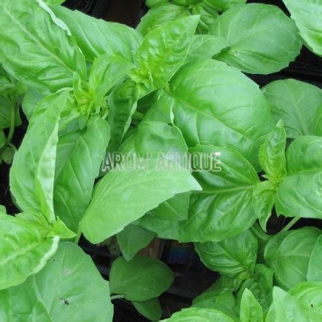 Basilic Vert Bio Pistou Herbe Royale Ocimum Basilicum Arom Antique