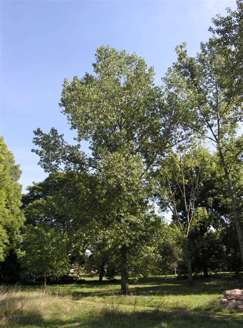 Populus Deltoides Siouxland