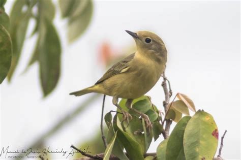 Yellow Warbler From Guayacan La Lomita Palenque Chis M Xico