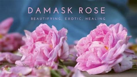 Damask Rose perfume, Damask Rose fragrance, Damask Rose essential oils ...