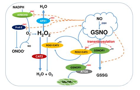 活性氧（ros）和活性氮（rns）的互作机制 学术资讯 科技工作者之家