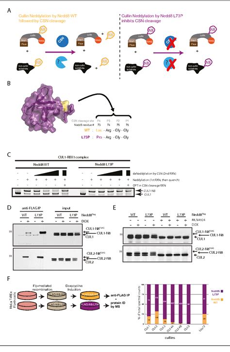 Figure 1 From SENP8 Limits Aberrant Neddylation Of NEDD8 Pathway