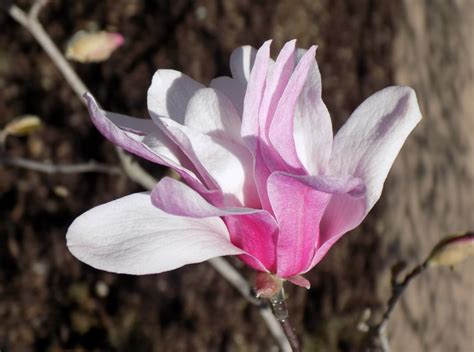 Magnolia Leonard Messel Halifax Perennials Inc