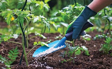 La importancia del fósforo para las plantas frutales Mis Plantas