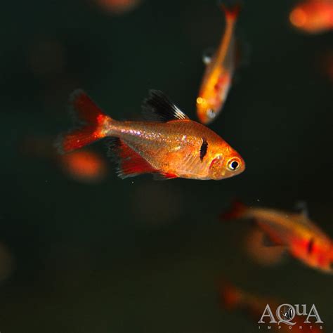 Longfin Super Serpae Tetra Hyphessobrycon Eques Group Of Fish