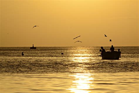 Free Images Beach Sea Coast Sand Ocean Horizon Bird Sun