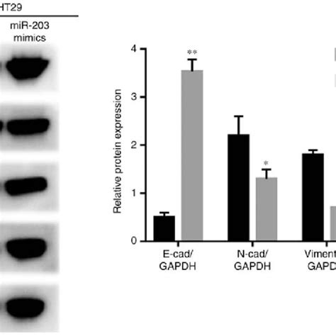 Overexpression Of Mir 203a 3p Can Upregulate E Cadherin And Bax But Download Scientific