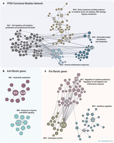 Functional Module Network Of The Pulmonary Fibrosis Related Genes