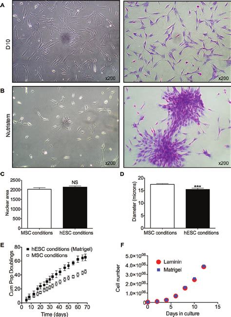 Growth And Kinetics Of Afsc Cultured Under Msc And Human Embryonic Stem