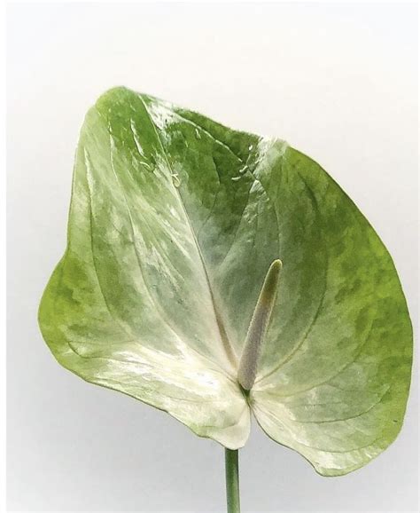 green anthurium