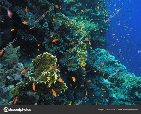 Shoal Fish Coral Reef — Stock Photo © YAYImages #260723294