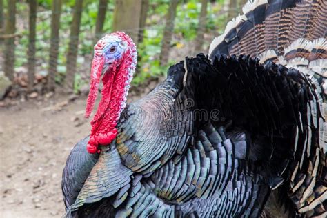 Primer De Un Pavo Colorido Imagen De Archivo Imagen De Agricultura