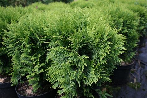 Ywotnik Zachodni Danica Thuja Occidentalis Danica Szk Ka W