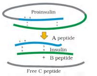 Give A Schematic Representation Of The Transformation Of A Pro Insulin