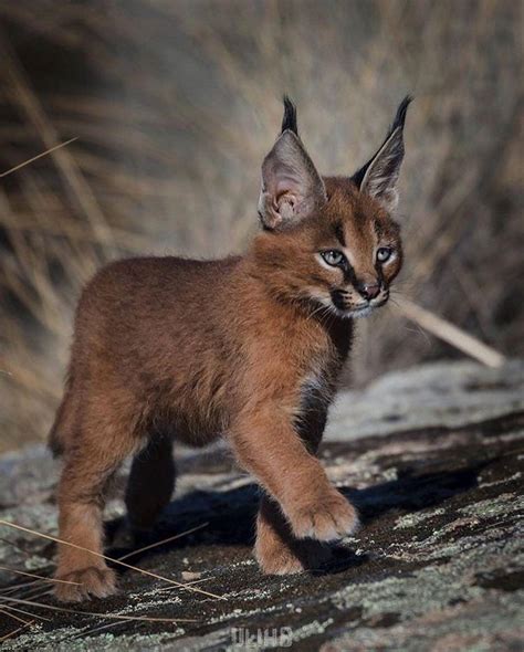 The caracal (Caracal caracal) /ˈkærəkæl/ is a medium-sized wild cat ...