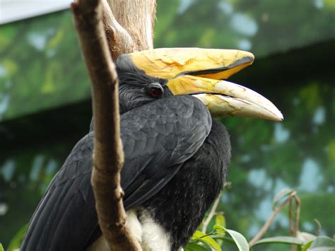 The Online Zoo - Rhinoceros Hornbill