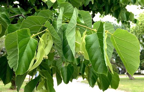 Linden, American — COLORADO TREE COALITION