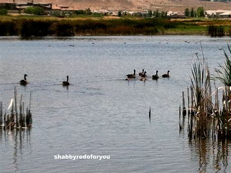 Shabby Redo For You More Pussy Willow Decor Or Is It Cat Tail Tutorial