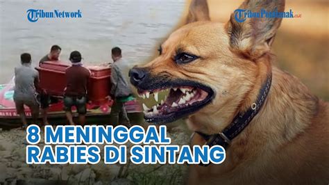 Delapan Warga Sintang Meninggal Akibat Anjing Rabies 6 Di Antaranya