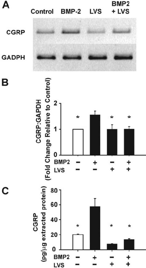 Lovastatin Inhibits Bmp Induced Cgrp Expression In Cultured Drg