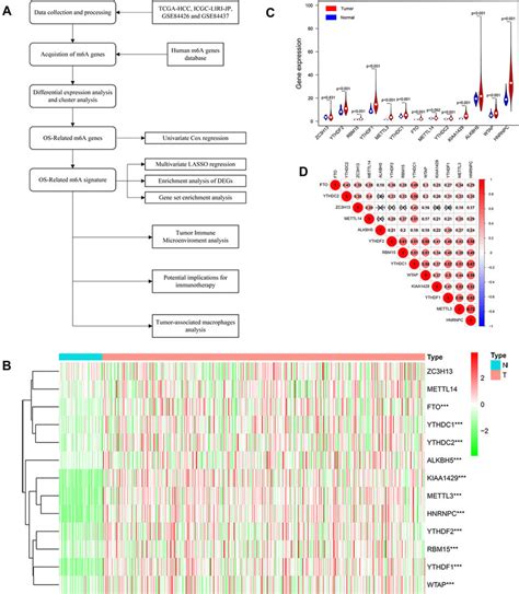 A Research Procedure B And C Heatmap And Violin Plot Of The M6A