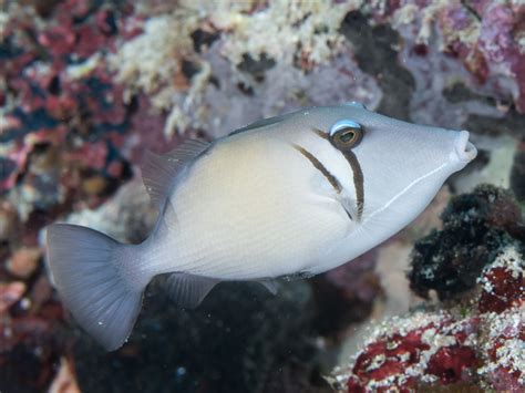 Scythe Triggerfish Sufflamen Bursa