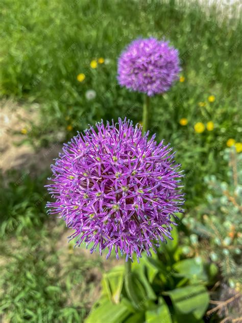 Premium Photo | Allium giganteum commonly known as allium giganteum