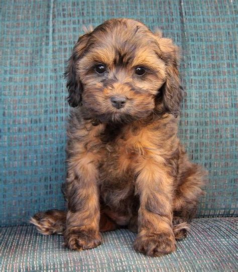 Pin On Cockapoo Puppies