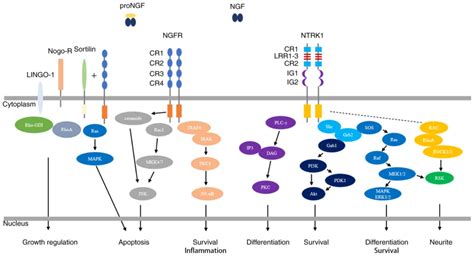 Role Of Ngf And Its Receptors In Wound Healing Review