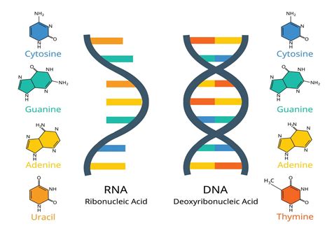 Potential Silver Bullet For Killing Cancer Cells Thanks To A