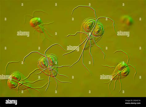 Giardia Lamblia Parasite Illustration Stock Photo Alamy