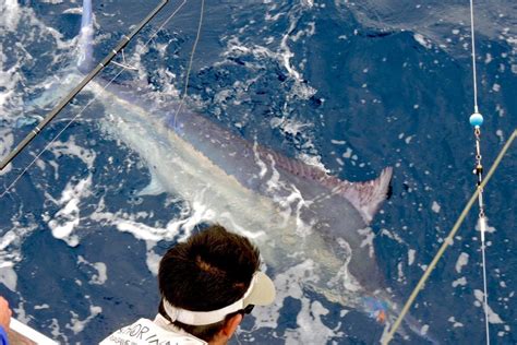 How to Fish for Marlin: The Complete Guide