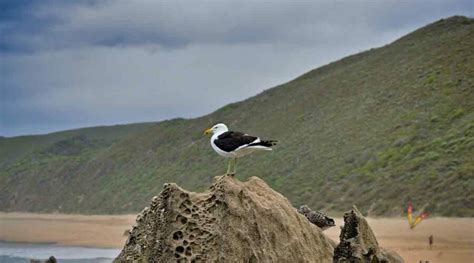 Observatorios De Aves Los Mejores Miradores En Espa A Be Origen