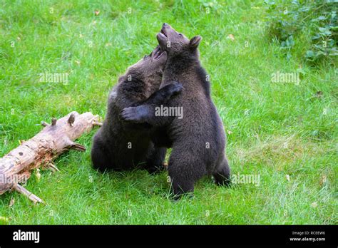 European Brown Bears Ursus Arctos Two Cubs Fighting Stock Photo Alamy