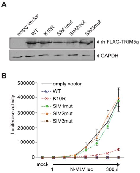 Sumo Interacting Motifs Present In Trim A Orthologs Are Important For