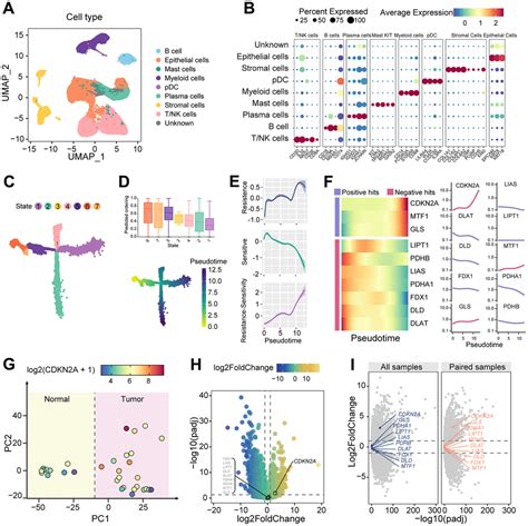 The Crosstalk Role Of Cdkn A Between Tumor Progression And Cuproptosis