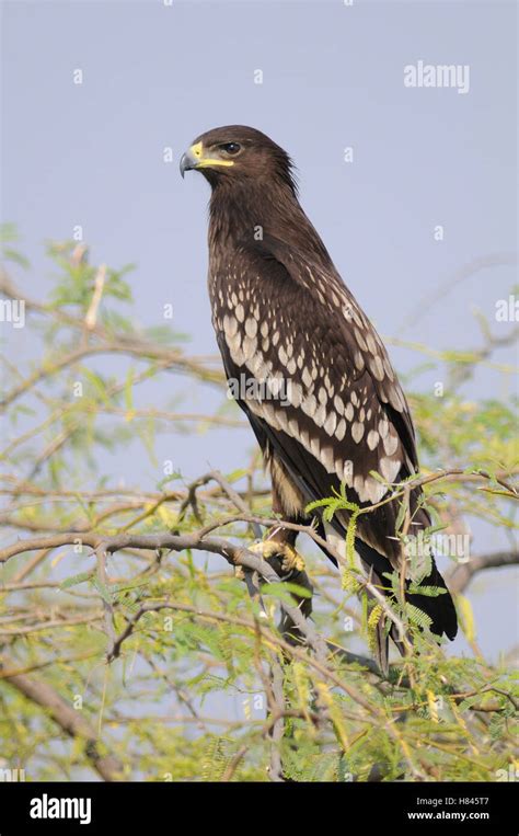 Indian Spotted Eagle Aquila Hastata India Stock Photo Alamy