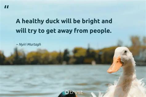 42 Duck Quotes And Sayings About The Friendly Waterfowls (2024)