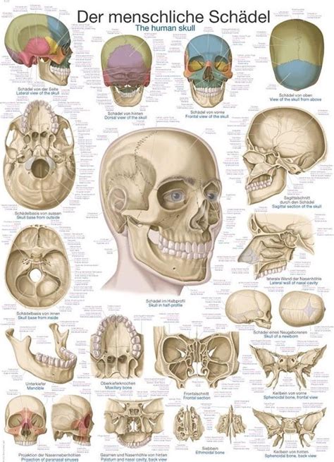 Het Menselijk Lichaam Anatomie Poster Schedel Papier 50x70 Cm Bol